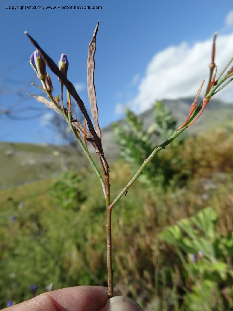 Heliophila, Davidson, C 12320--South Africa. Western Cape. E. side, Fernkloof. 24 Jan 2014. DSC01799 (172).JPG