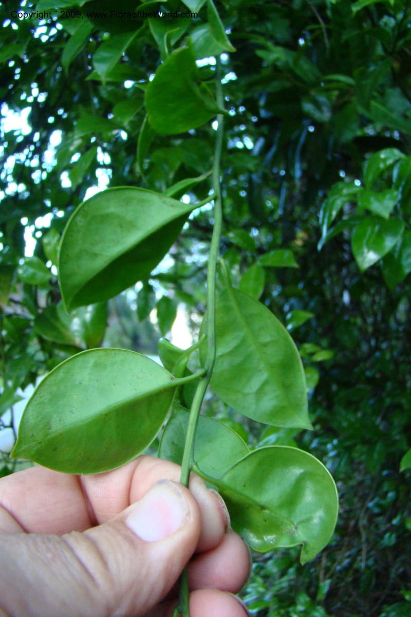 Barbeuia madagascariensis, Z. Rogers 1242--Madag. Prov. Fianar. E of Ifanadiana.15 Jan 09. 025.jpg