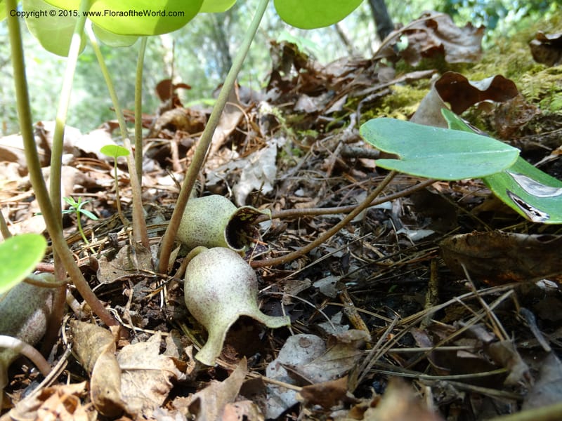 Asarum shuttleworthii, Davidson, C 12948--North Carolina. Trans. Co. W Cradle of For. 11 May 2015. DSC03837 (32).JPG
