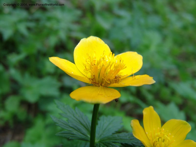 Trollius ranunculinus--Georgia. Kazbeki . Trail-road to Sameba Church. 2 Jun 05. 076.jpg
