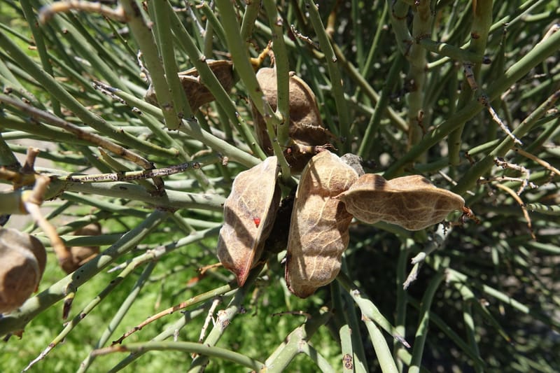 Ramorinoa girolae, Fortunato 13142--Argentina. Hwy 150, P.N. Ischigualasto. 7 Feb 2018. DSC09079 (181).JPG