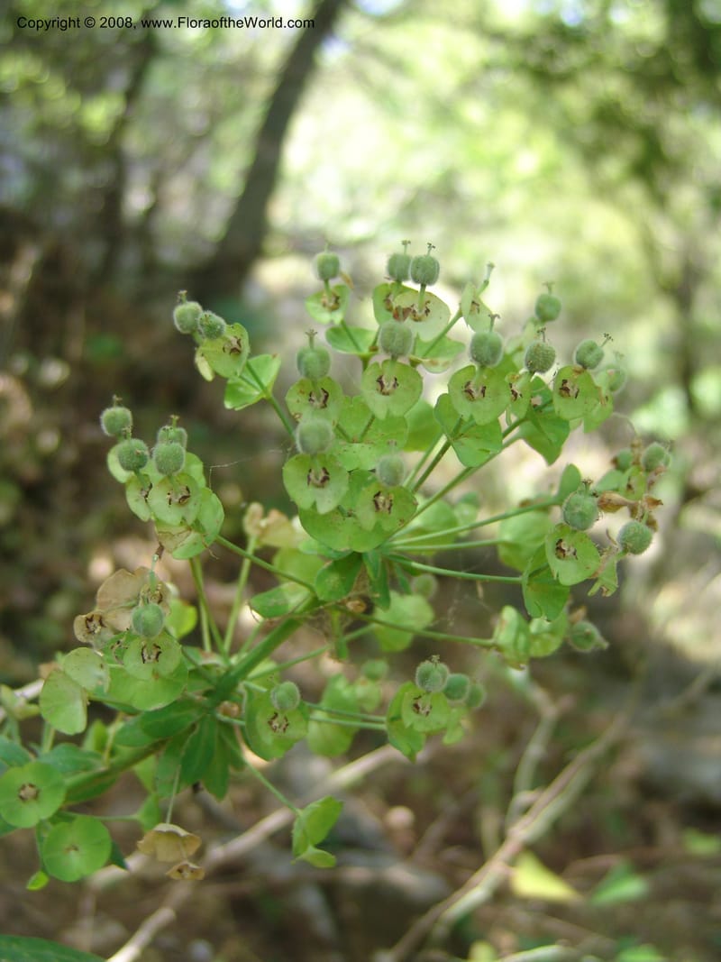 Euphorbia characias--Crete. Ep. Kisamos. Sirikari Gorge. 25 May 05. 042.jpg