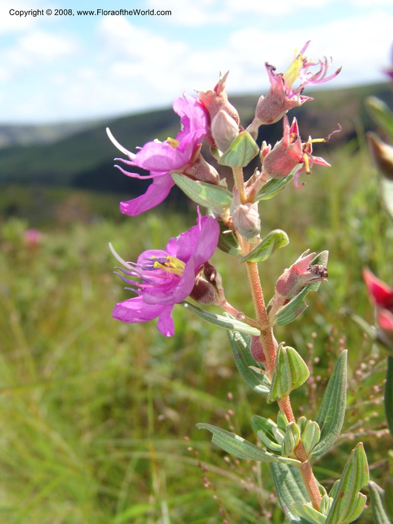Dissotis canescens--So.Africa. E. Cape. Umtamvuna Nat. Res. 11 Mch 05. 200.jpg