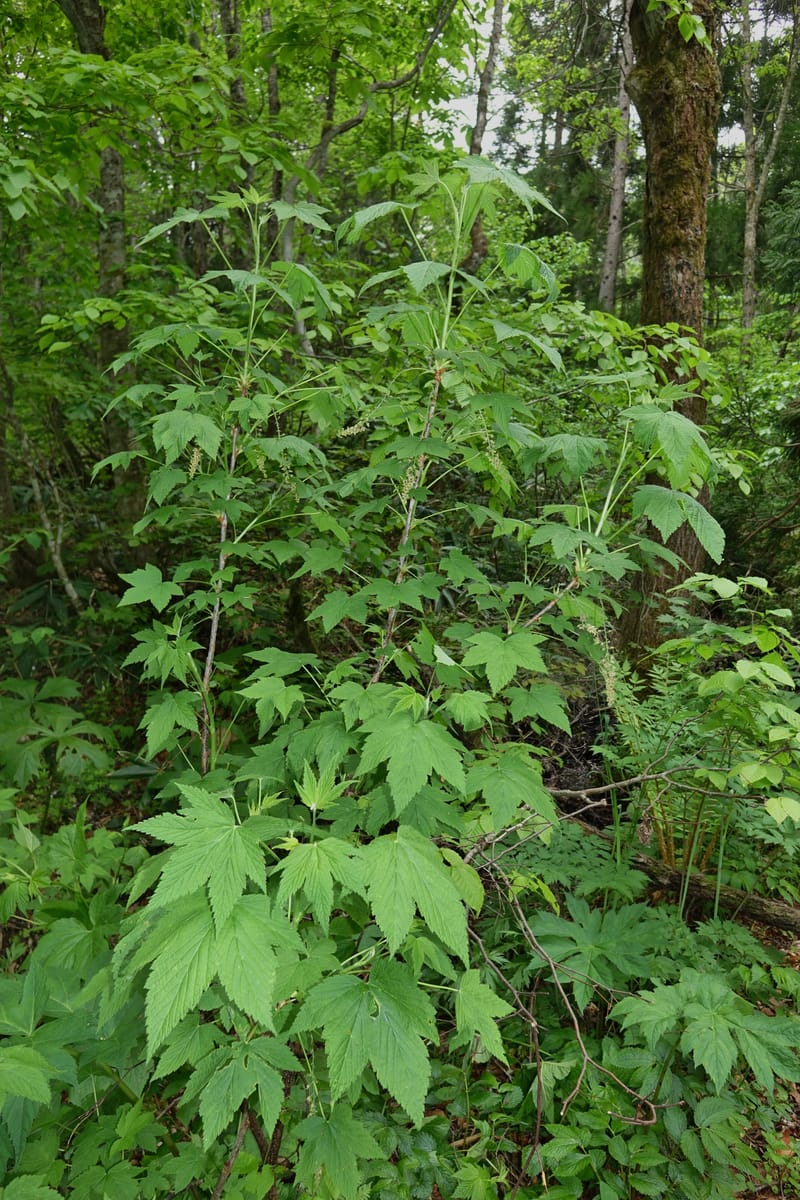 Ribes japonicum--Japan. Niigata. Sasagamine. Yu Memidaira. Forest Therapy Trail. 28 May 2016. DSC04970 (146).JPG