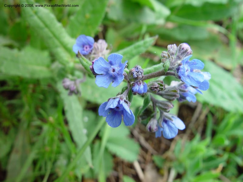 Anchusa-- Italy. Roccamorice, restaurant near Eremi di San Bartolomeo, Abruzzo. 10 May 02. 058.jpg