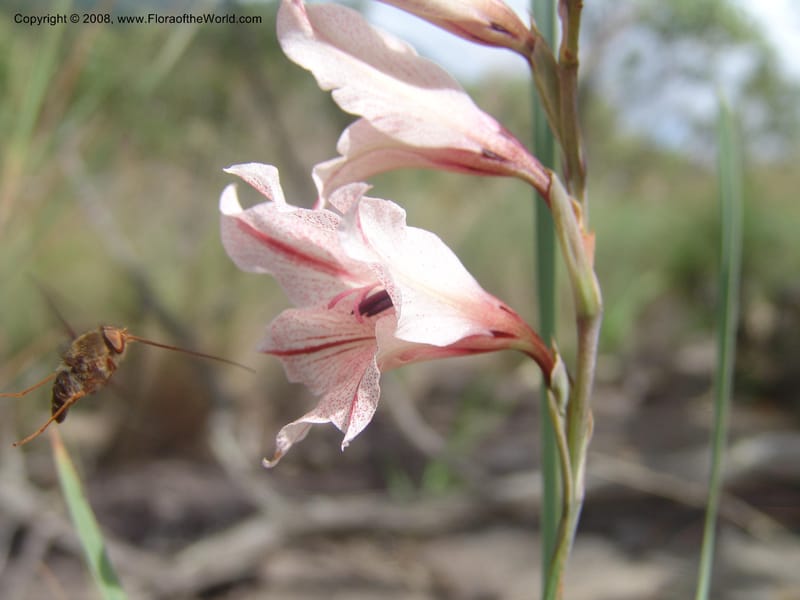Gladiolus hollandii with beefly--So. Africa. Mpumalanga. Karino. Whyte Thorne Garden. 19 Mch 05. 283.jpg