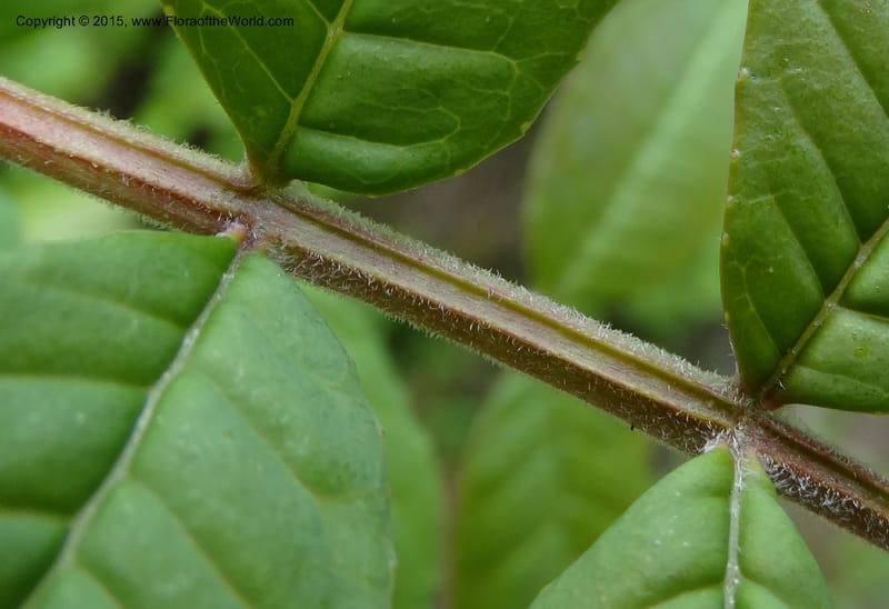 Zanthoxylum bungeanum, Boufford, D 43737--China. Sichuan. XinZhaZi Gou. 14 May 2014. DSC06426 (60).JPG