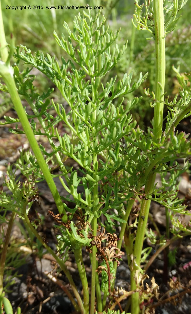 Packera millefolium, Davidson, C 13000--North Carolina. Macon Co. Slick Rock. 14 May 2015. DSC05505 (51).JPG