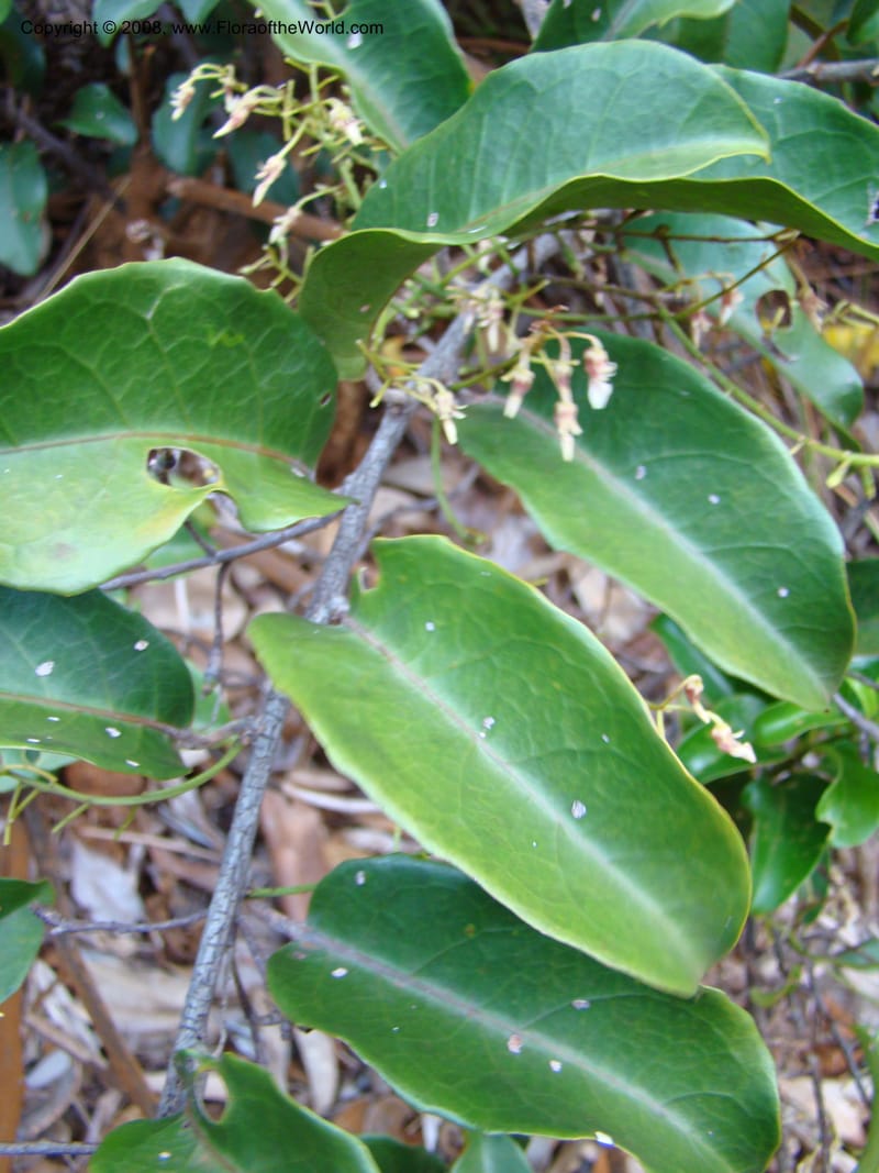 Agatea longipedicellata, JMunzinger4841--New Caledonia. Kwe Bwinyi Riv., old bridge. 18 Nov 07. 012.jpg