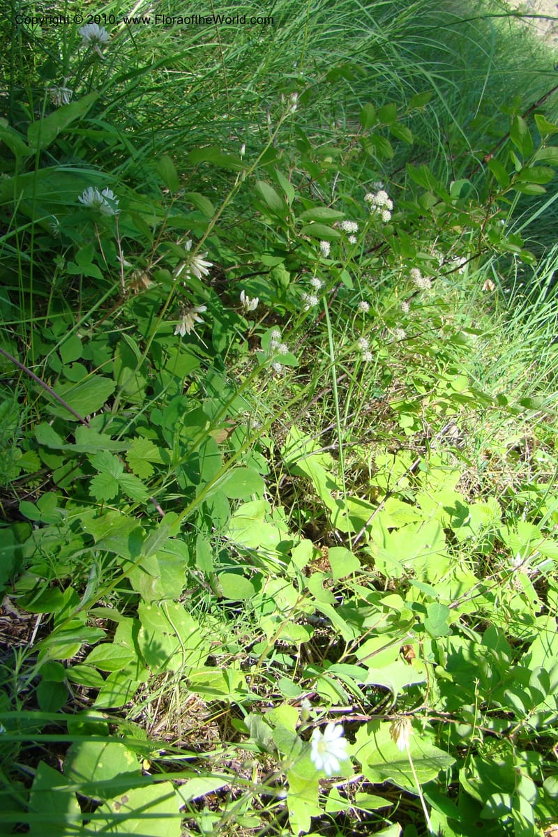 Antennaria racemosa, C. Davidson 11373--Idaho. Idaho Co. Salmon River. Polly Bemis Ranch. 27 May 2009. 067.jpg