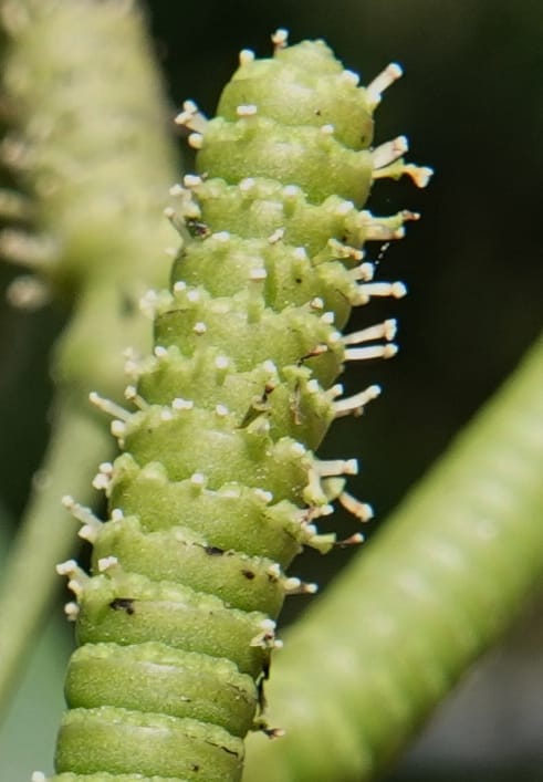 Gnetum catasphaericum, D. Boufford 44101--China. Yunnan. Lao jun Shan. 30 Apr 2018. DSC00424 (567).JPG