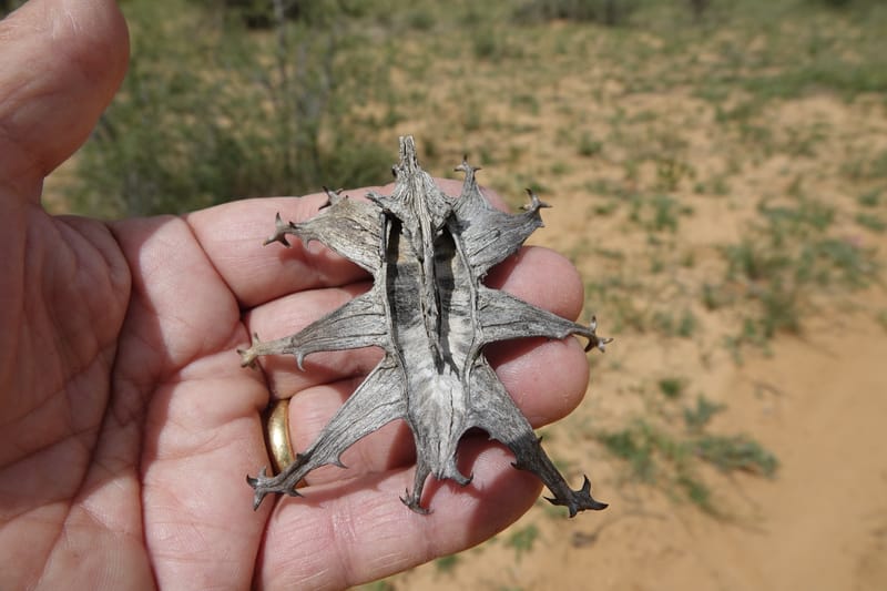 Harpagophytum procumbems, L. Nanyeni 1250--Namibia. Eningu Clayhouse Lodge, no. 2. 27 Mar 2018. DSC03756 (49).JPG