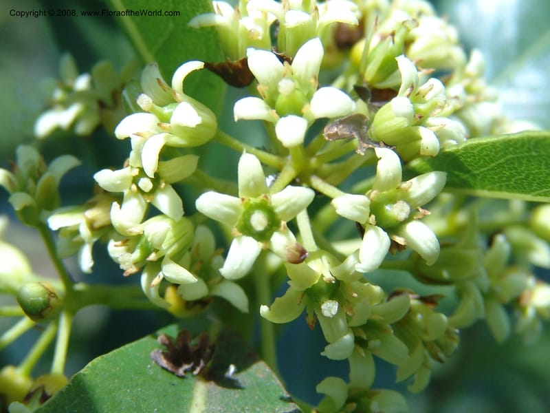 Pittosporum--Kenya. Limuru.  Brackenhurst Bot. Gard. 12 Jul 04. 016.jpg