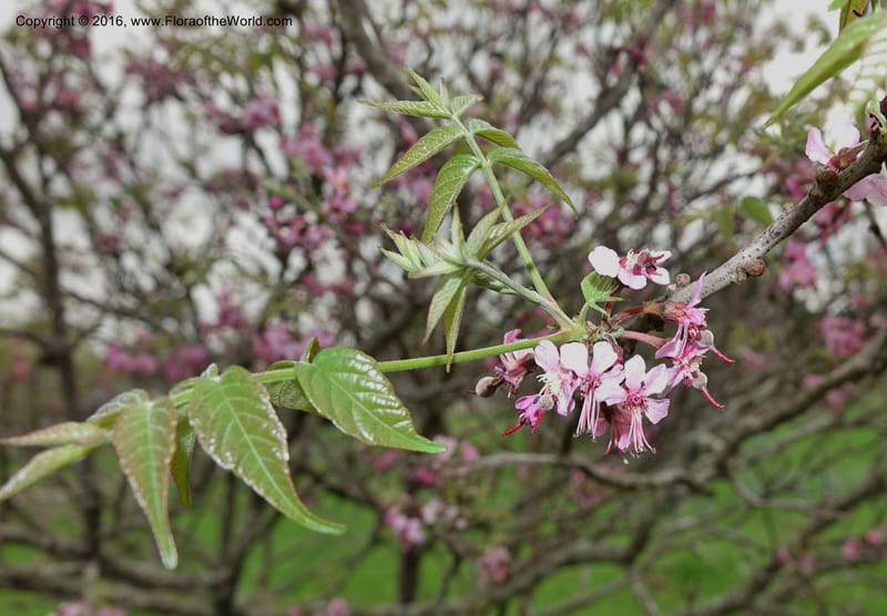 Ungnadia speciosa, Davidson, C 13072--Texas. Galveston. 18 Mar 2016. DSC00038 (36).JPG