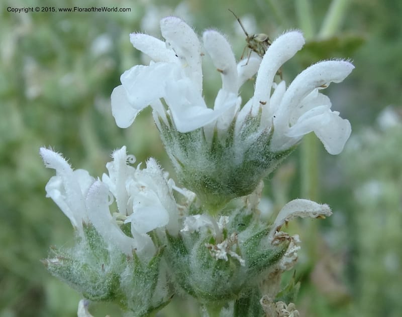 Salvia aethiopis, Davidson, C 12603--ID. Idaho Co. Goff Bridge on Hwy 95 N of Riggins. 16 Jul 2014. DSC00481 (90).JPG