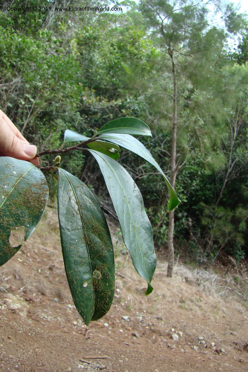 Casearia, M. Callmander 782--New Caledonia. Upper Tene River Valley. 19 Jan 2010. 504 (93).jpg