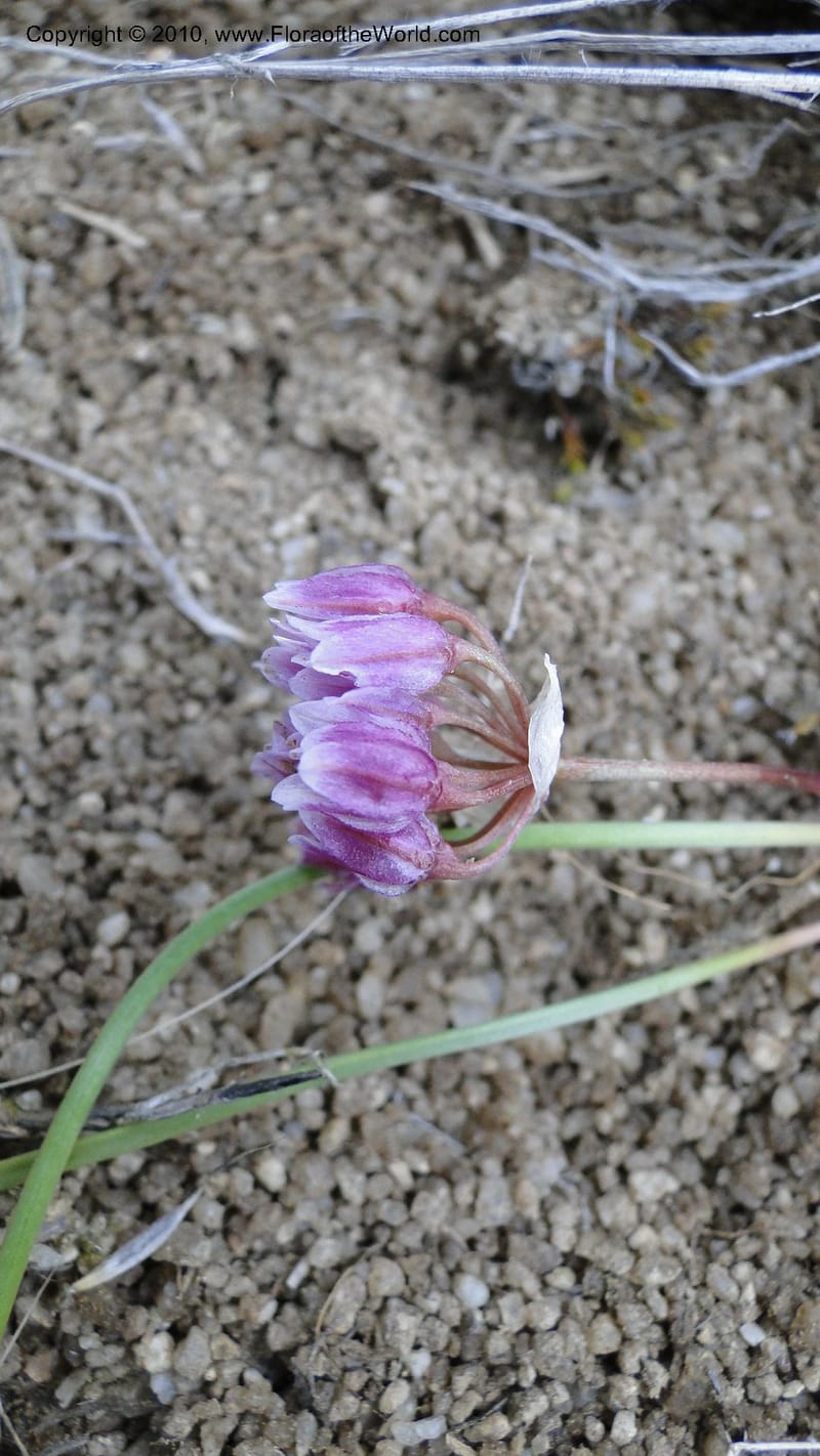 Allium aasiae, not coll.--Idaho. Ada Co. artwright Rd. 22 April 2010. 145 (6).jpg
