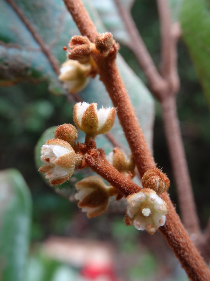 Storthocalyx sordidus, Callmander, M 1230--New Caledonia. Haute Robinson. 11 Nov. 2015. DSC00909 (96).JPG