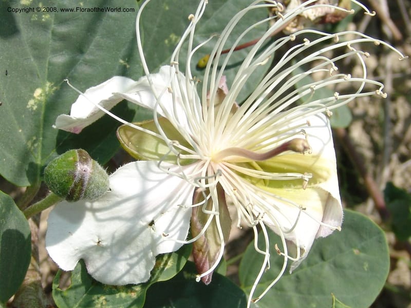 Capparis herbacea--Georgia. Shio Mgvime Monastery road. 12 Jun 05. 164.jpg