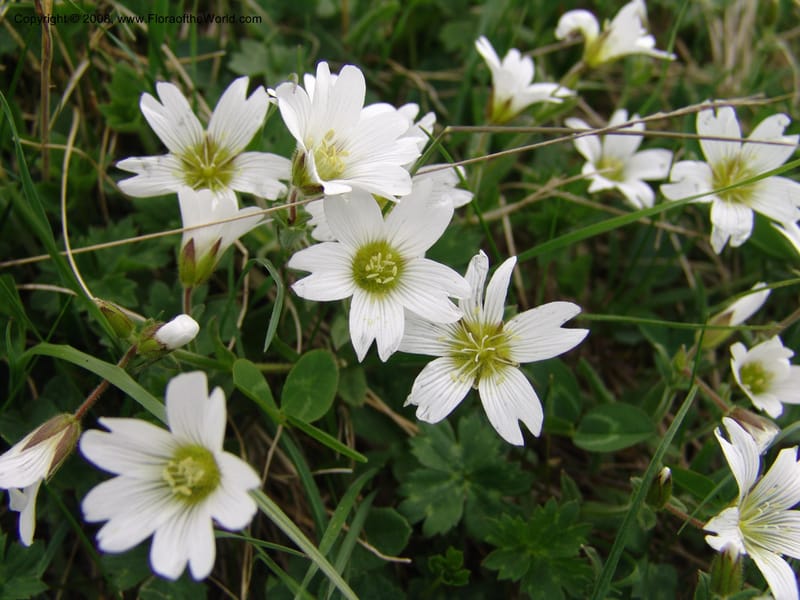Cerastium purpurascens--Georgia. Kazbeki . Trail-road to Sameba Church. 2 Jun 05. 472.jpg