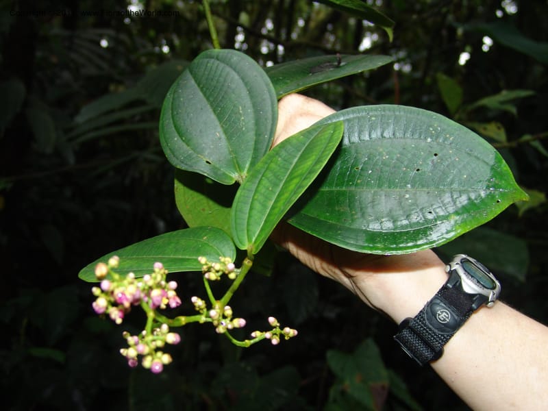 Miconia, Croat 95119--Ecuador. Prov. Esmeraldas. Alto Tambo. 21 Feb 05. 089 (3).jpg