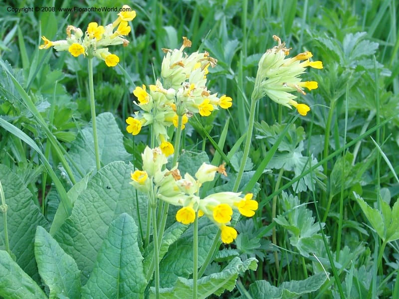 Primula macrocalyx--Georgia. Kazbeki. Ecol. Sta. Georg. Acad. Sci. 1 Jun 05. 068.jpg
