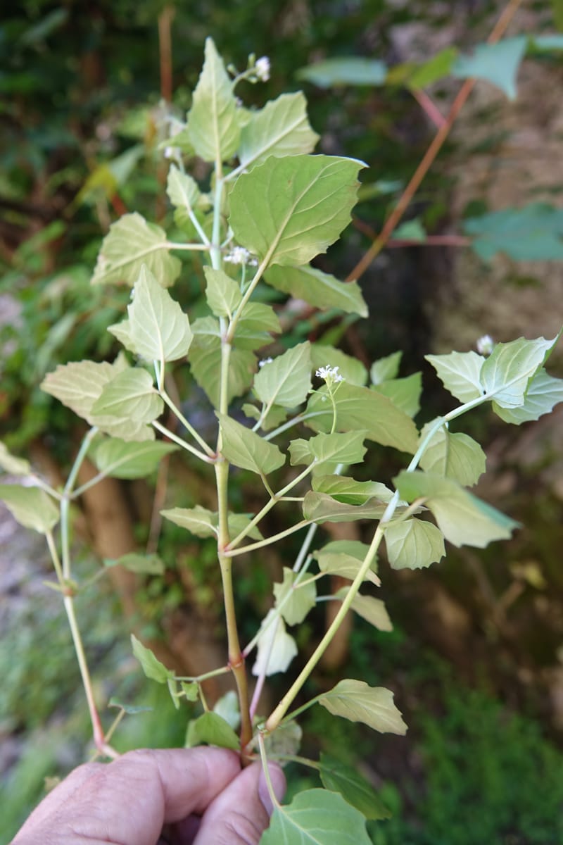 Circaea alpina subsp. imaicola, C. Davidson 13756--China. Sichuan. Yibailingba-gou. 12 Aug 2017. DSC04660 (625).JPG