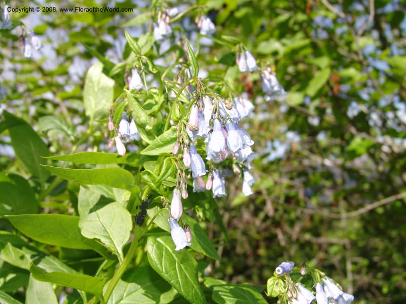 Mertensia paniculata, CDavidson11074--ID. Valley Co. Crestline Trail Rd., N of Payette Lake. 15 Jun 07 086.jpg