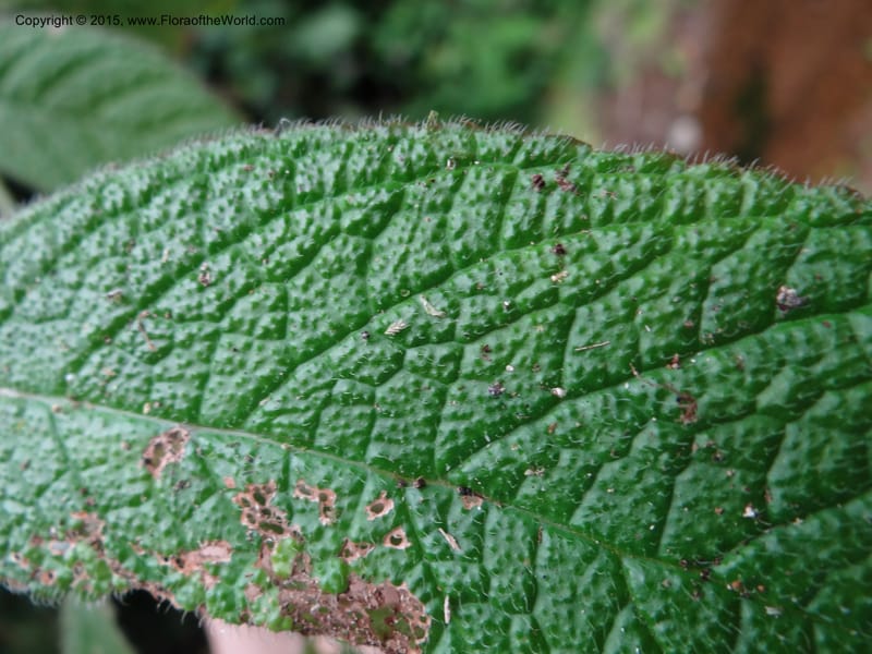 Paradrymonia, Hammel 26108--Costa Rica. Road into Ranchos Tinamu. 3 Mar 2012. DSC03548 (25).JPG