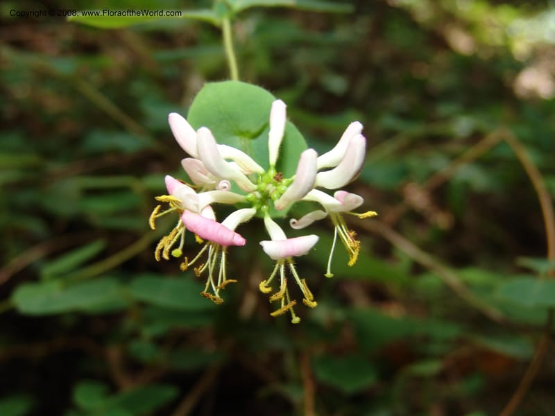 Lonicera hispidula v. vacillans, CDavidson11065--CA. Shasta Co. Lake Shasta. Waters Gulch Trail. 5 Jun 07. 182.jpg