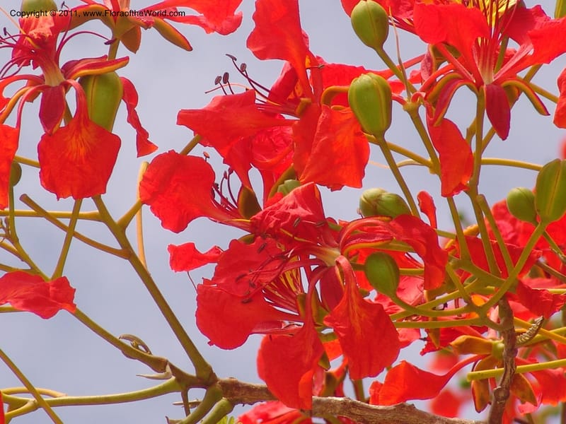 Delonix regia , not coll.--Madag. Antsir. Nosy Be. Lokobe Forest. 15 Nov 06. 062 (8).jpg