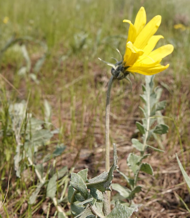 Balsamorhiza incana, C. Davidson 13776--Oregon. Wallowa Co. Trail Cr. Rd. Stop 1. 5 Jun 2018. DSC04910 (12).JPG