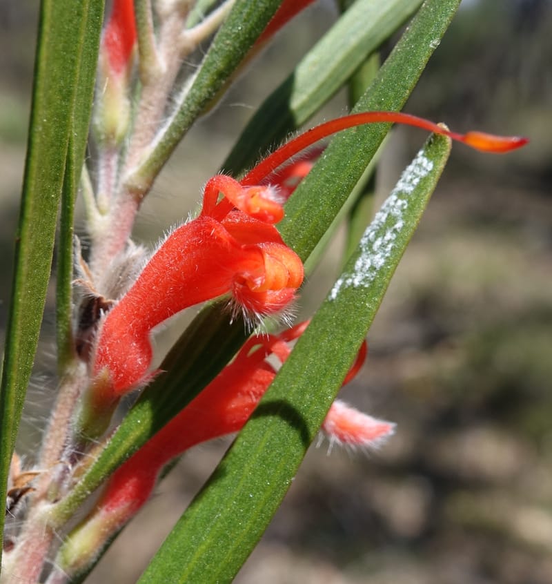 Adenanthos barbiger, Davidson, C 13472--Australia. W.A. Albany Hwy, odom 33.5. 28 Oct 2016. DSC05957 (43).JPG