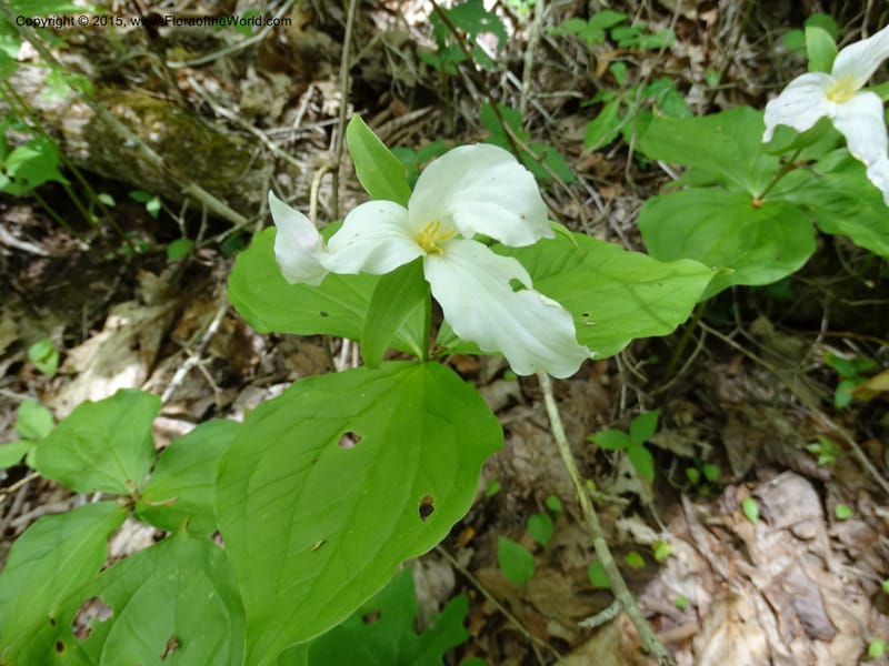 Trillium grandiflorum, Davidson, C 12998--North Carolina. Macon Co. Standing Indian. 14 May 2015. DSC05212 (213).JPG