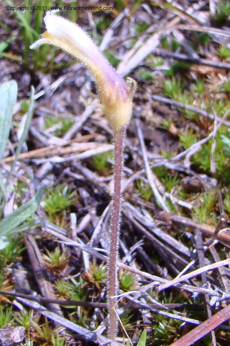 Orobanche uniflora, C. Davidson 11440--Idaho. Valley Co. Payette Lake. Sylvan Beach. 7 June 2009. 085.jpg