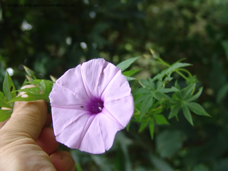 Ipomoea cairica--Kenya. Maseno. Maseno Univ. Bot. Gard. 3 Jul 04. 009.jpg
