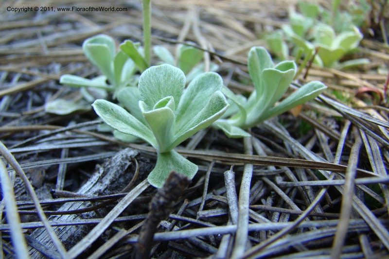 Antennaria rosea, C. Davidson 11398--Idaho. Idaho Co. Salmon River. Shepp Ranch. 28 May 2009. 049.jpg