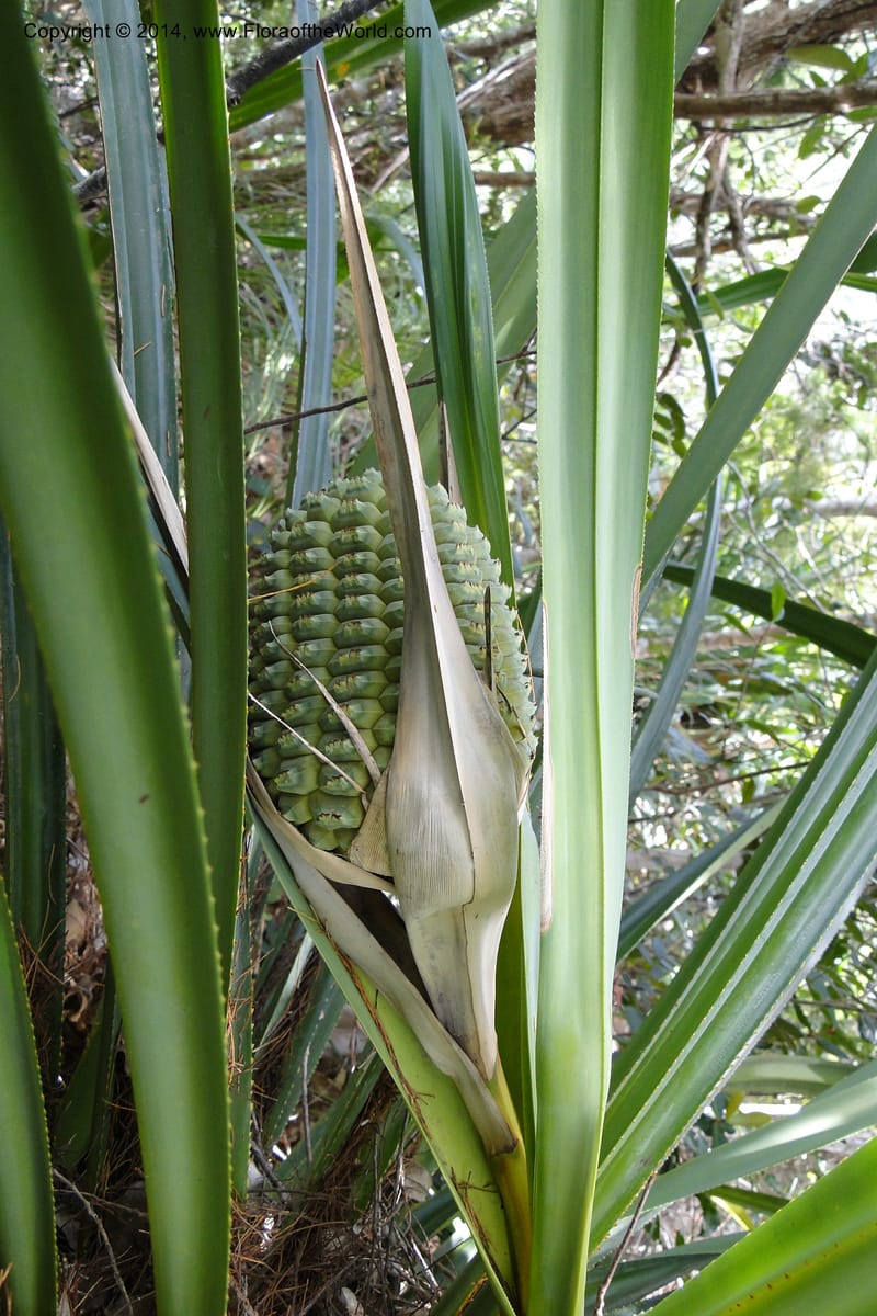 Pandanus decumbens, M. Callmander 978--New Caledonia. Mine St. Louis Boulinda. 18 Feb 2011. 052 (10).jpg