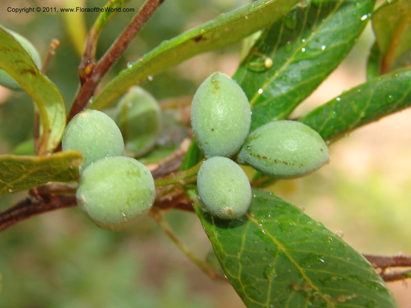 Terminalia, ZRogers1130--Madag. Prov. Antsir. Sahafary, Analankary. 8 Nov 06. 173.jpg