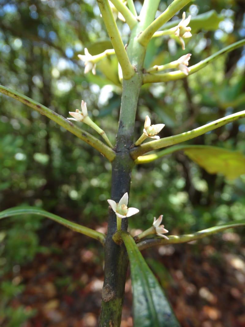 Phelline, Callmander, M 1238--New Caledonia. Mont Dzumac. 12 Nov 2015. DSC01563 (188).JPG