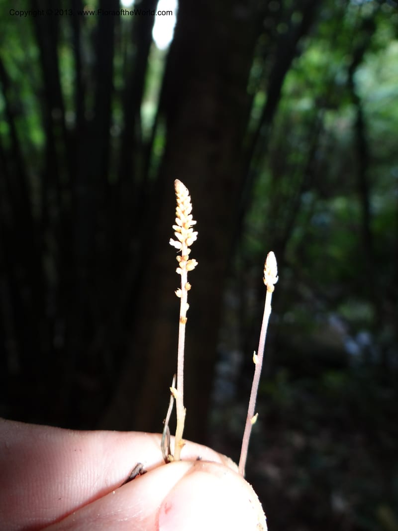 Epirhixanthes elongata, VC 5604--Thailand. Ranong . Klong Naka Wildlife Sanct. 14 Nov 2012. (308).JPG