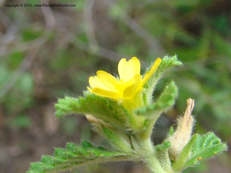 Turnera, N. Martinez M. 2432--MX. Chiapas. Jiquipilas. Cerro el Campanario. 14 Sep 08. 126 (1).jpg