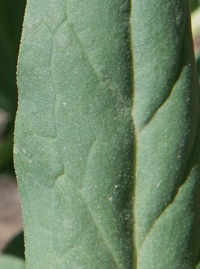 Mertensia ciliata, C. Davidson 13875--ID. Fremont Co. Sawtelle Pk. Stop 7. 30 Jul 2018. DSC08259 (14).JPG