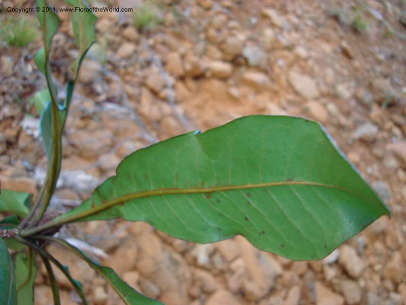 Pittosporum, Gemmil, C 627--New Caledonia, Prov N, Kwe Bwinyi River, 28 Nov 2007,  042 (5).jpg