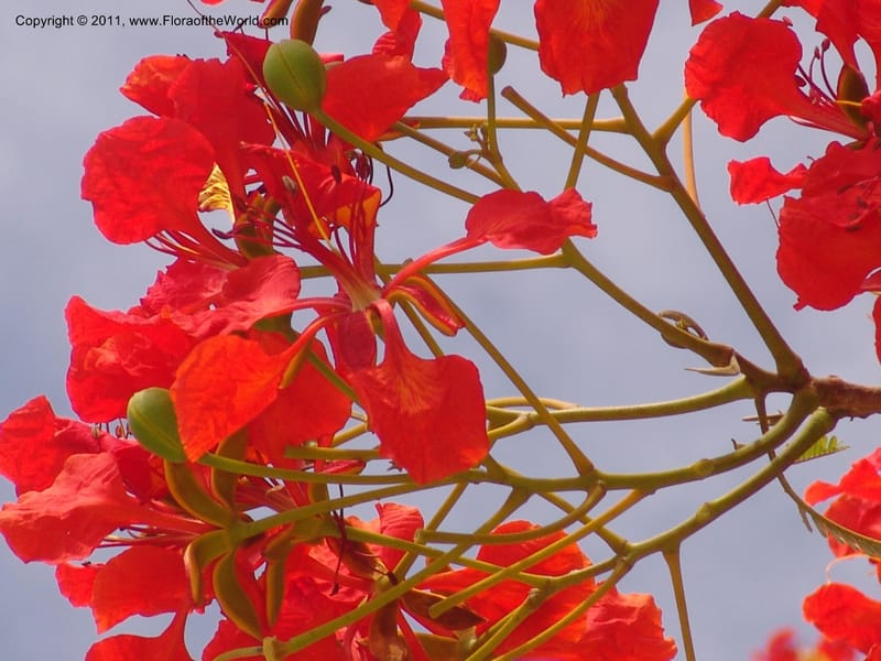 Delonix regia , not coll.--Madag. Antsir. Nosy Be. Lokobe Forest. 15 Nov 06. 062 (9).jpg