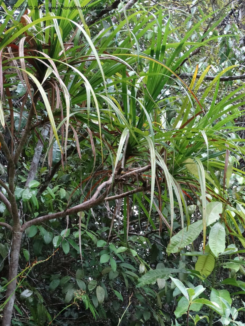 Pandanus borneensis, Callmander, M 1186--Sabah. G. Silam. 1 Oct 2014. DSC00937 (171).JPG