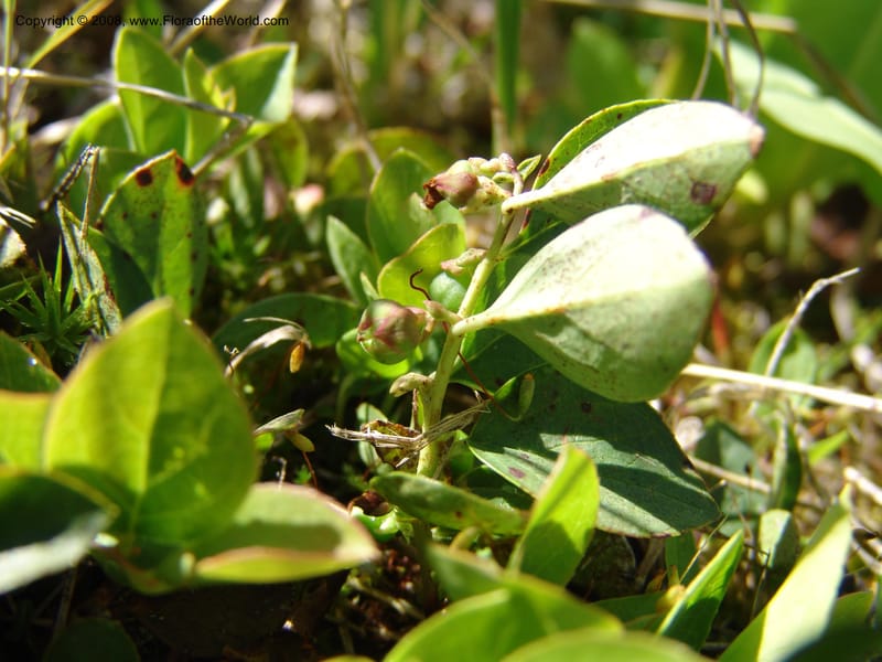Gaultheria humifusa, CDavidson10954--ID. Valley Co. Warren Wagon Rd  jct with Bear Pete Rd. 9 Jul 06. 047.jpg