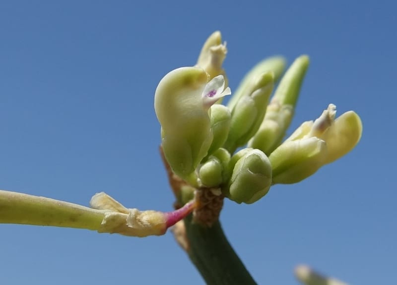 Bredemeyera colletioides, Fortunato 13068--Argentina. Hwy 60, rocky river channel. 3 Feb 2018. DSC08172 (65).JPG