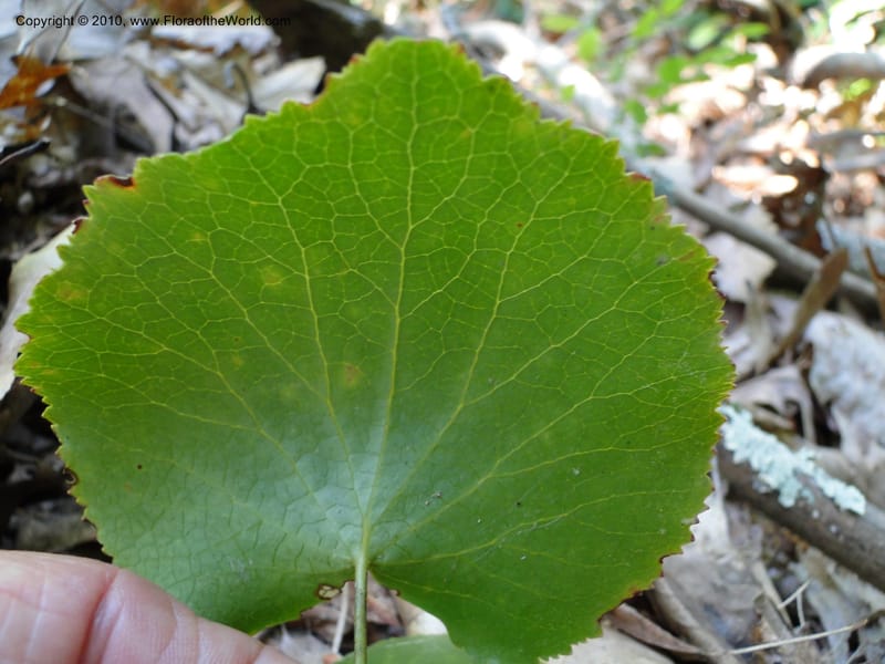 Galax aphylla, Mori, S 27456, USA, North Carolina, Stokes County, Hall Rd, 1.1 mile W of junction with Moores Springs Rd., 26 May 2010 (5).JPG