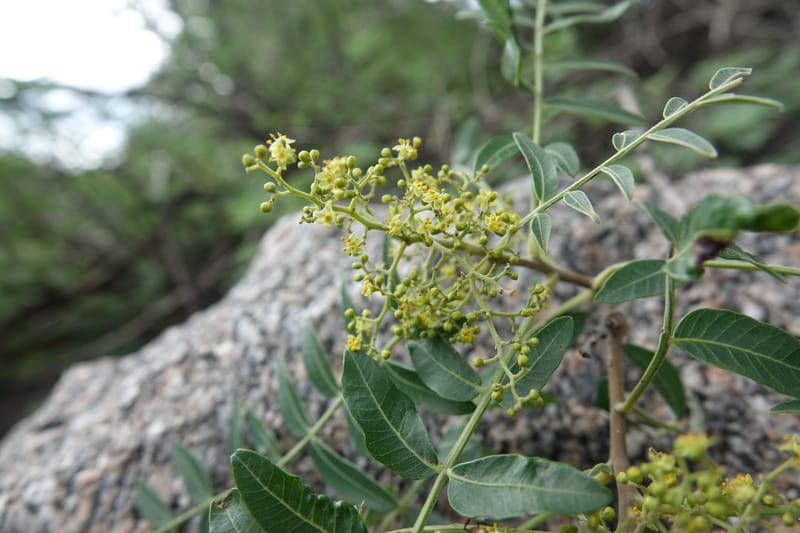 Schinus areira, Fortunato 13200--Argentina. Hwy 150 S of San Augustin. 9 Feb 2018. DSC09845 (71).JPG